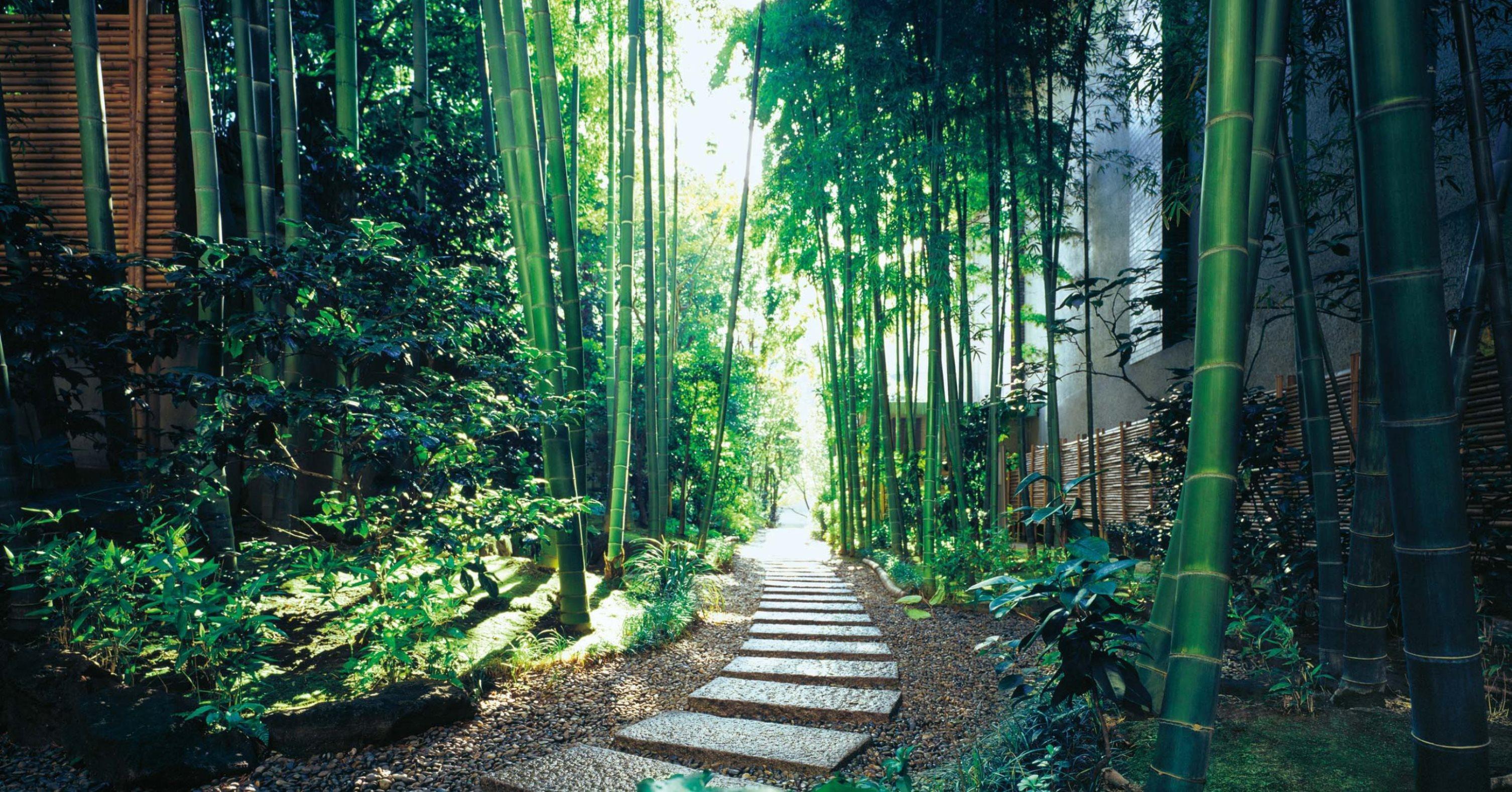 Hotel The Okura Tokio Exterior foto Bamboo forest in Arashiyama, Kyoto, Japan